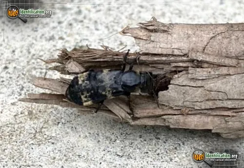 Hairy Rove Beetle - photo 4