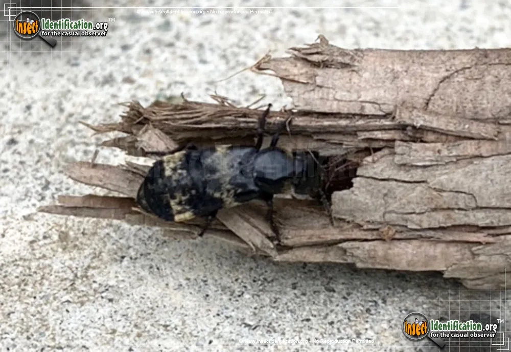 Hairy Rove Beetle - photo 5
