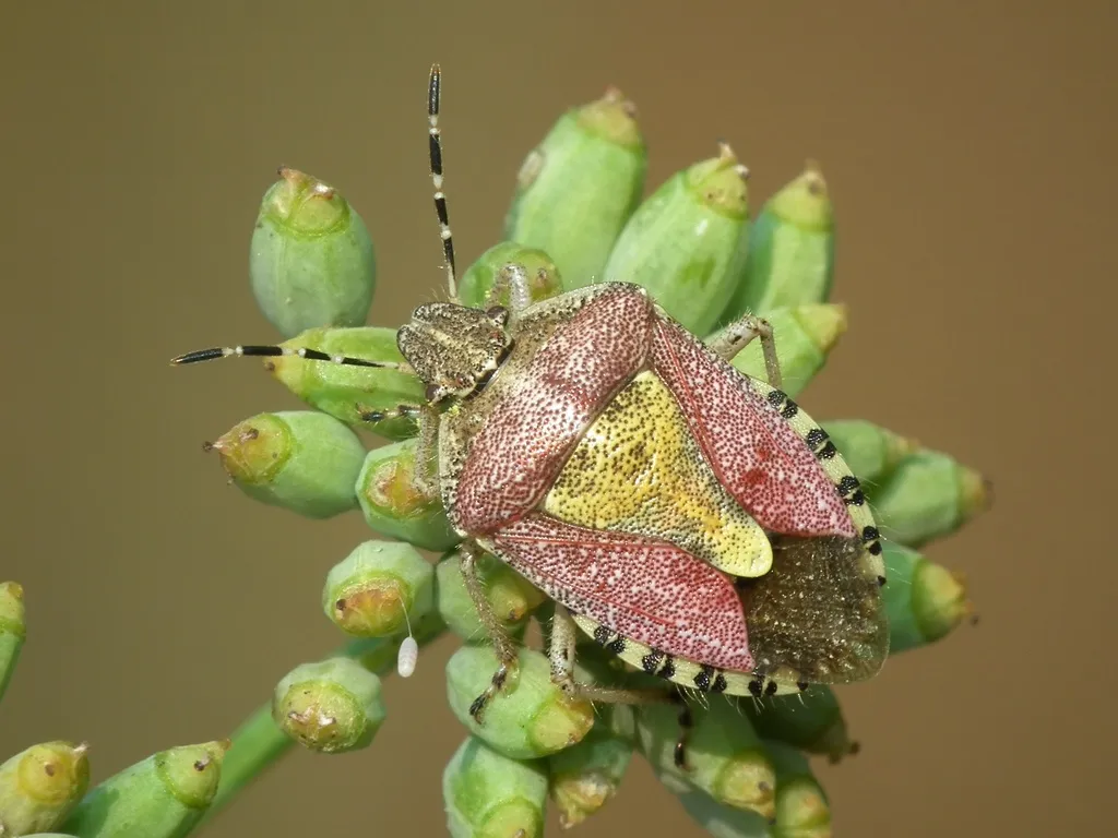 Hairy Shieldbug - photo 2