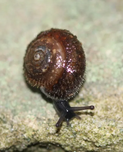 Hairy Snail