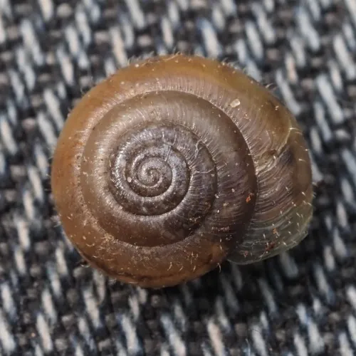 Hairy Snail - photo 2