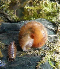 Hairy Snail - photo 3