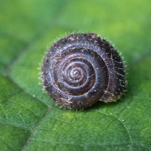 Hairy Snail - photo 4