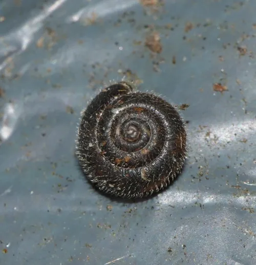 Hairy Snail - photo 5