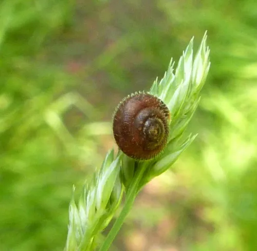Hairy Snail - photo 6