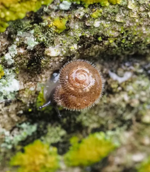 Hairy Snail - photo 7