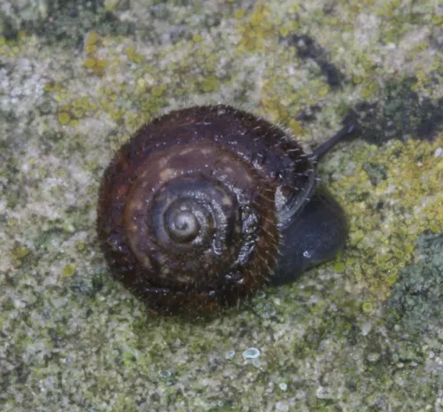 Hairy Snail - photo 8