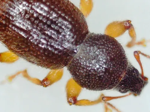 Hairy Spider Weevil - photo 2