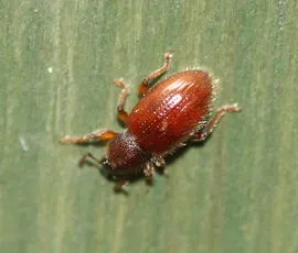 Hairy Spider Weevil - photo 3