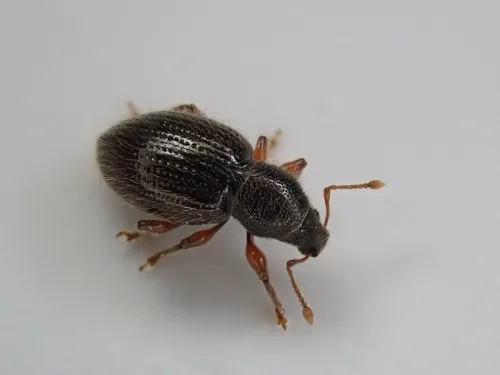 Hairy Spider Weevil - photo 4