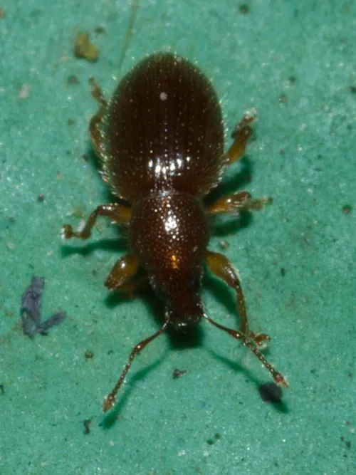Hairy Spider Weevil - photo 5