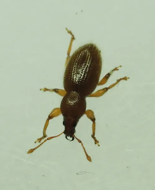 Hairy Spider Weevil - photo 6