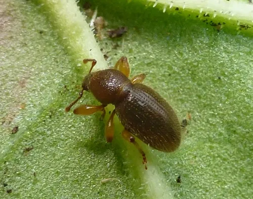 Hairy Spider Weevil - photo 7
