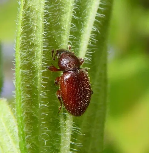 Hairy Spider Weevil - photo 8