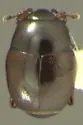 Halacritus maritimus