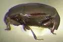 Halacritus maritimus - photo 2