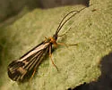 Halesochila taylori