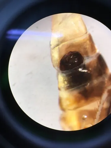 Halictophagidae - Halictophagidae