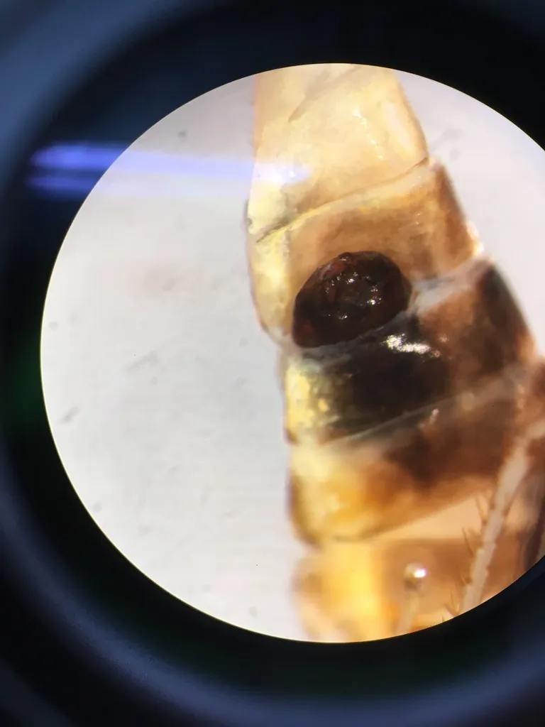 Halictophagidae - photo 2