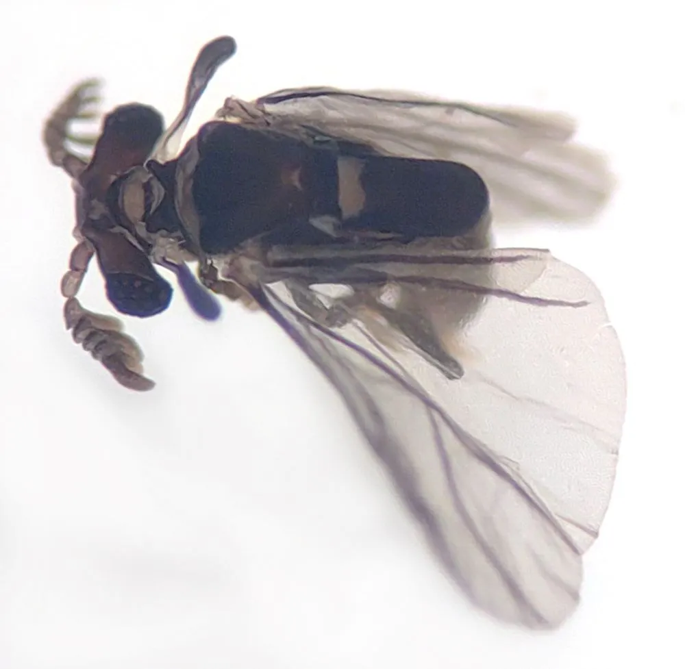 Halictophagus acutus - photo 3