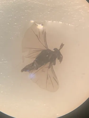 Halictophagus agalliae