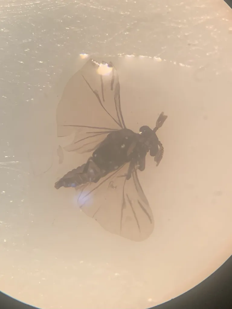 Halictophagus agalliae - photo 2