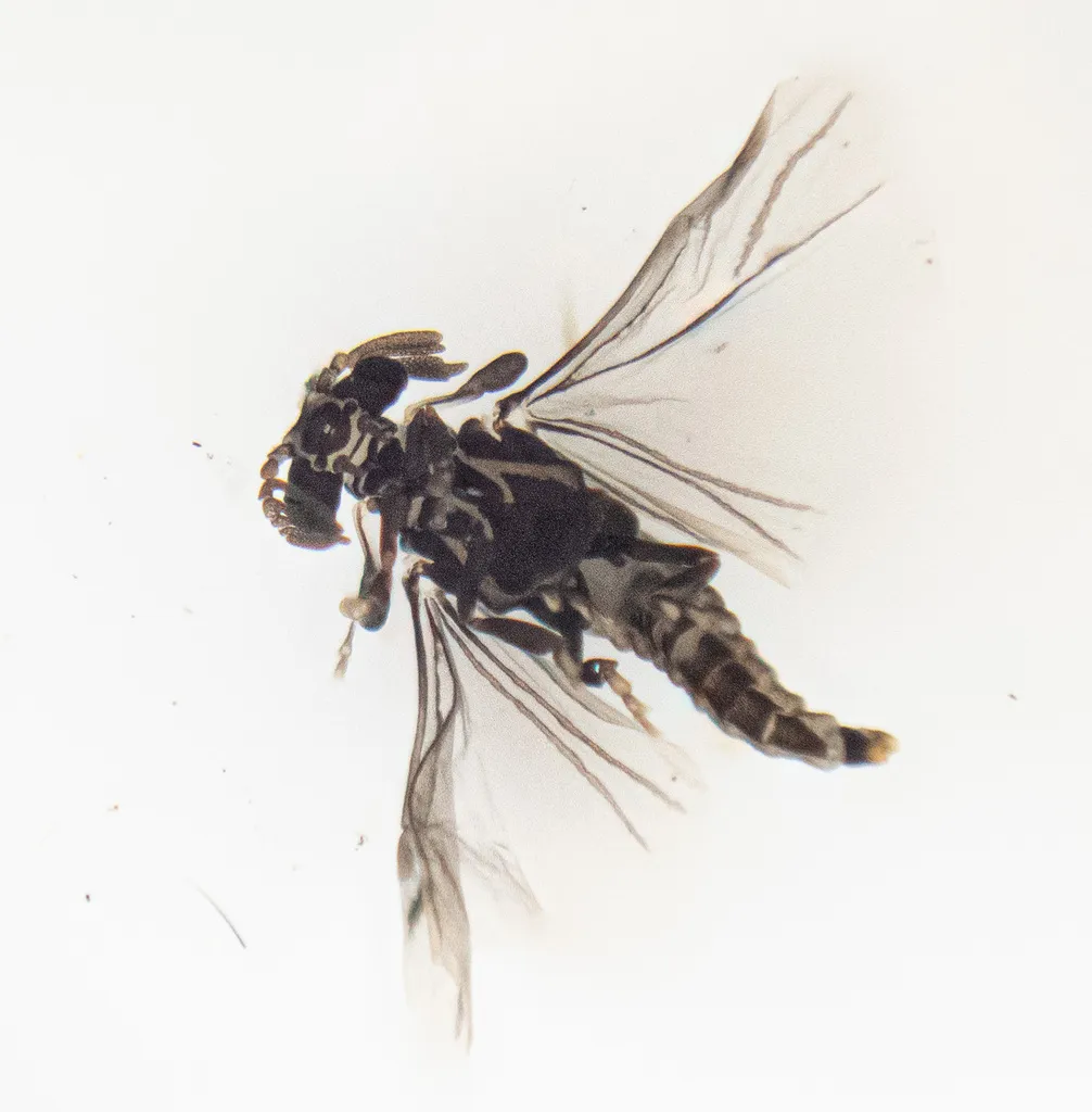 Halictophagus silwoodensis - photo 2