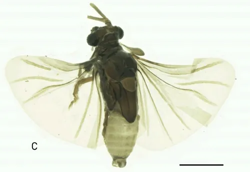 Halictoxenos fortunatus