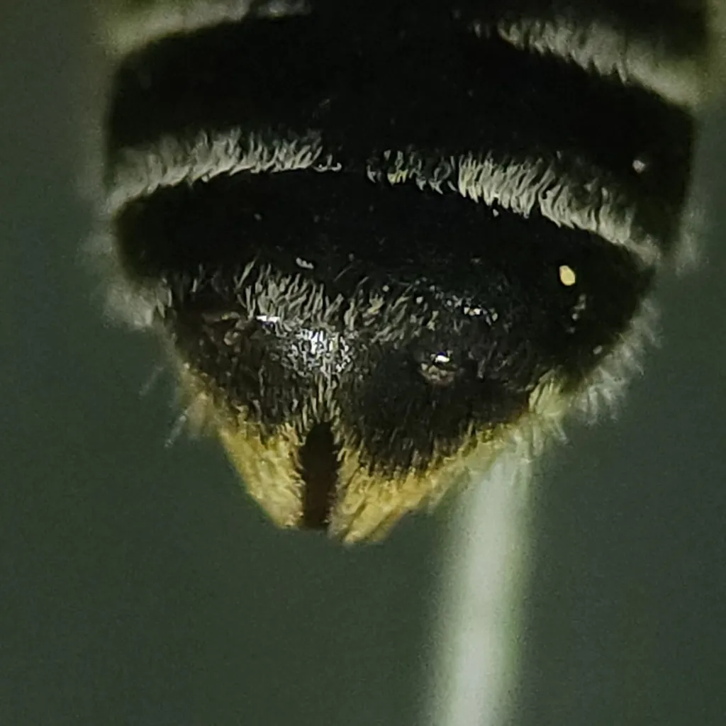 Halictoxenos tumulorum - photo 2