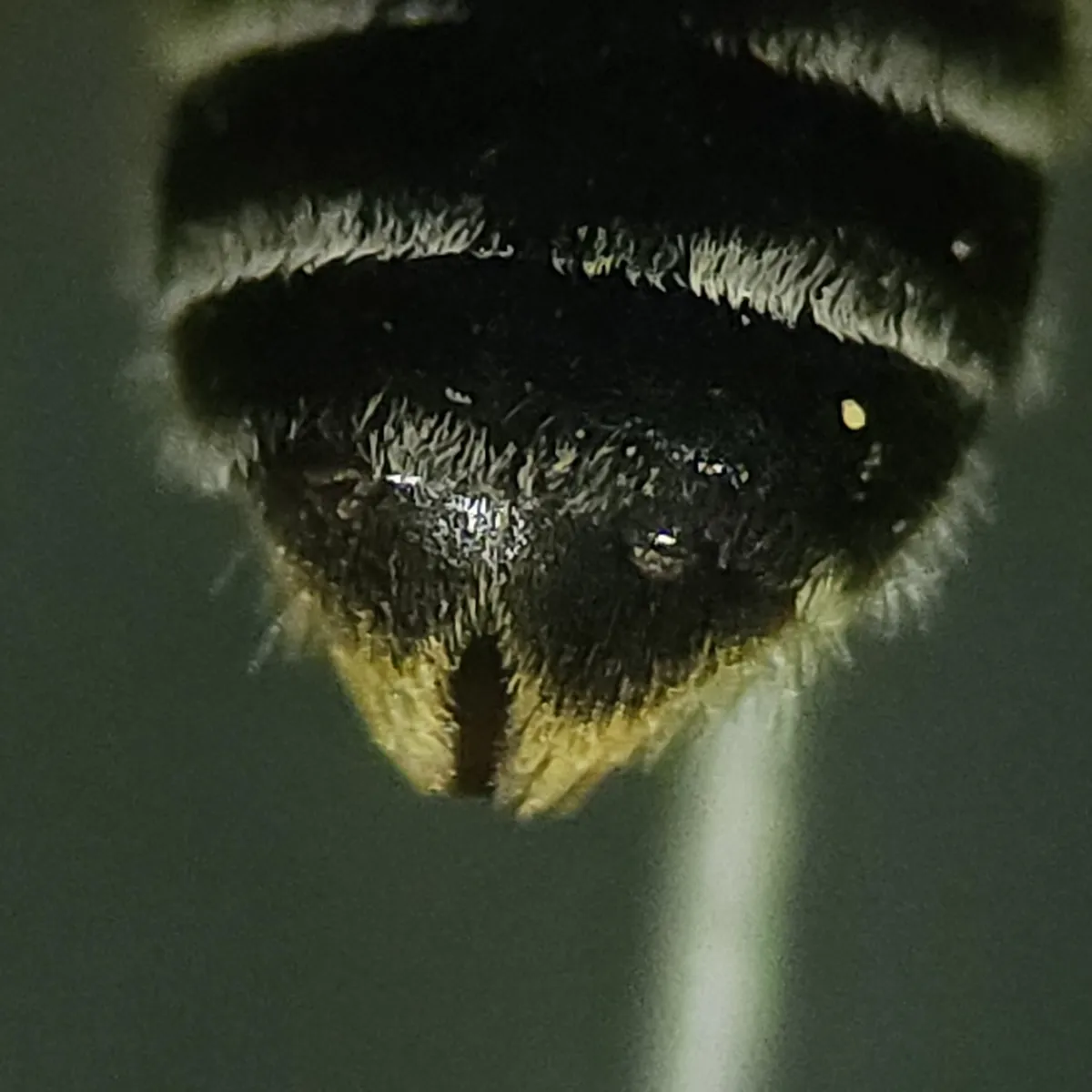Halictoxenos tumulorum - photo 3