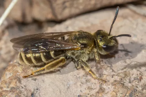 Halictus confusus