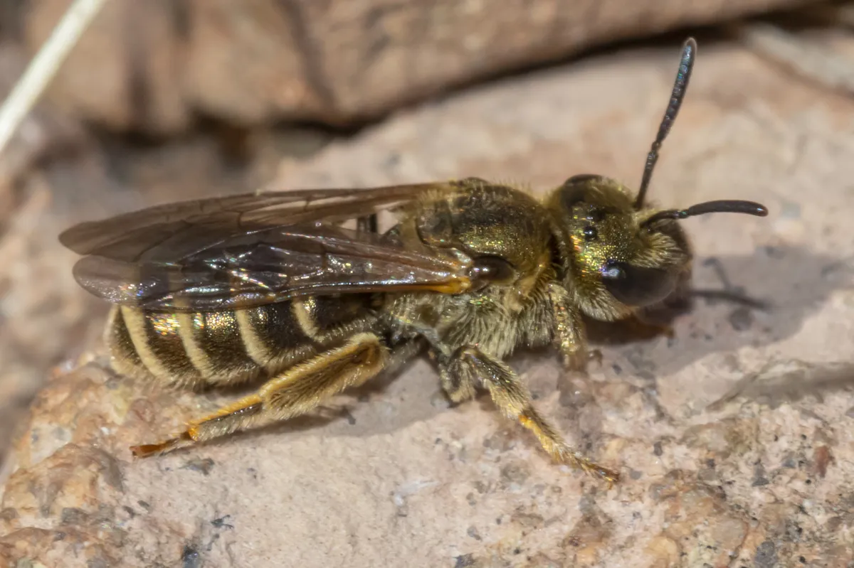 Halictus confusus - photo 2