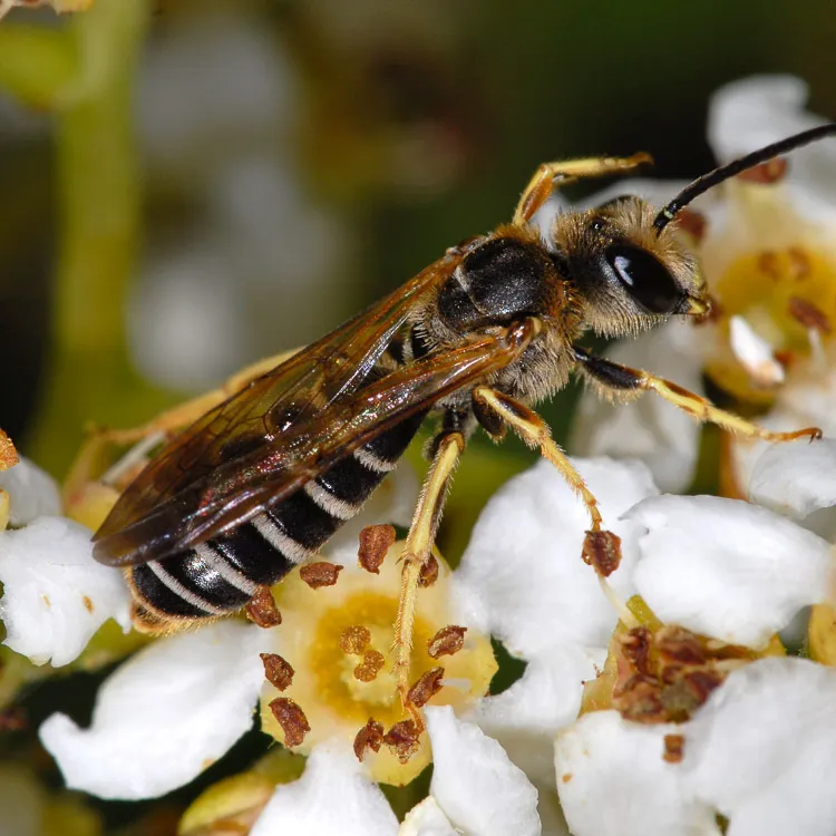 Halictus farinosus