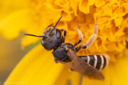 Ligated Furrow Bee - Halictus ligatus