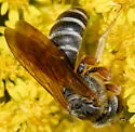 Halictus parallelus