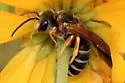 Halictus parallelus - photo 2