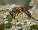 Halictus parallelus - photo 4