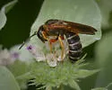 Halictus parallelus - photo 5