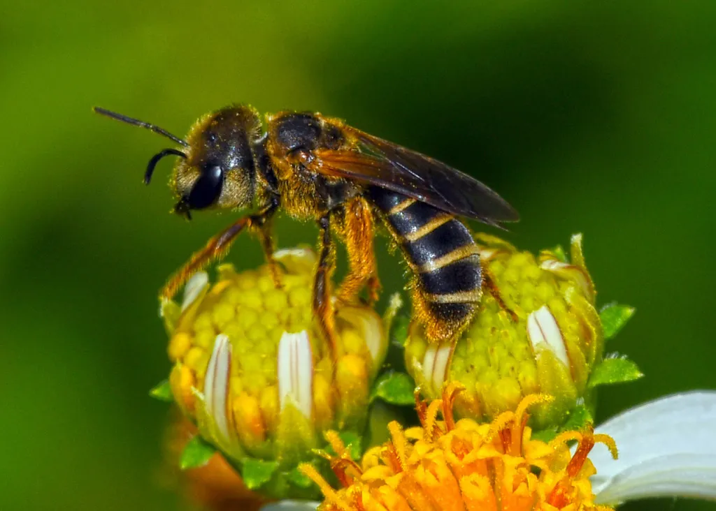 Poey's Furrow Bee