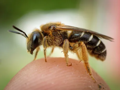 Halictus rubicundus