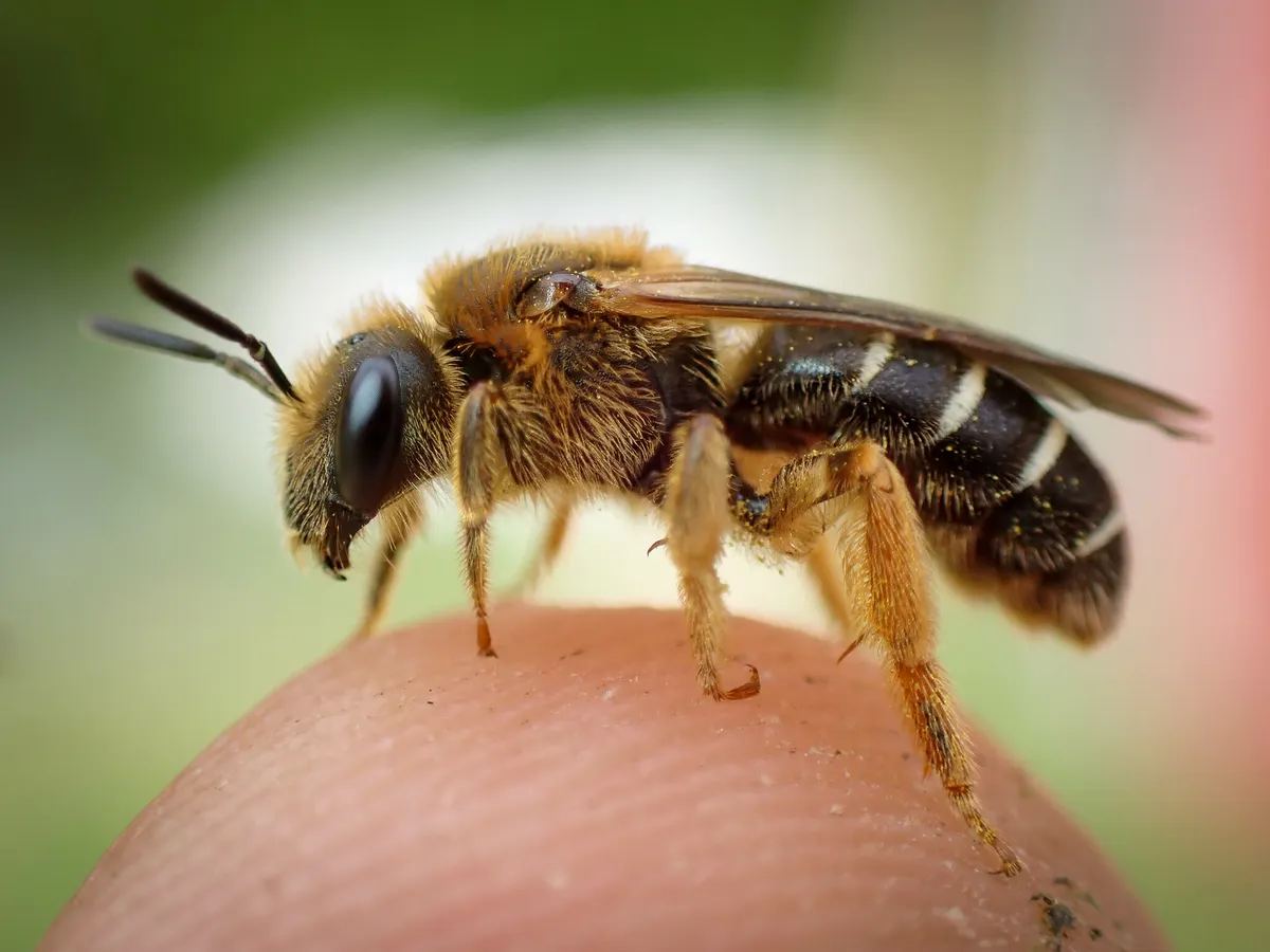 Halictus rubicundus - photo 2