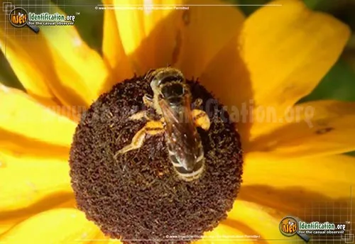 Halictus rubicundus - photo 4