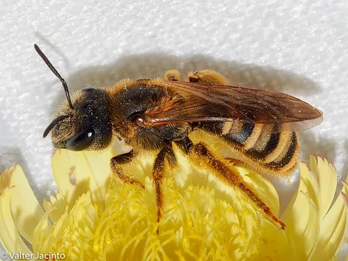 Great Banded Furrow Bee