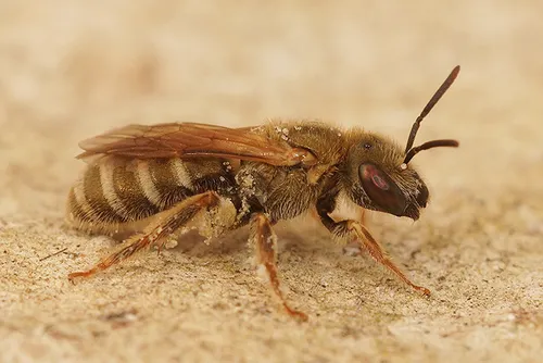 Golden Furrow Bee