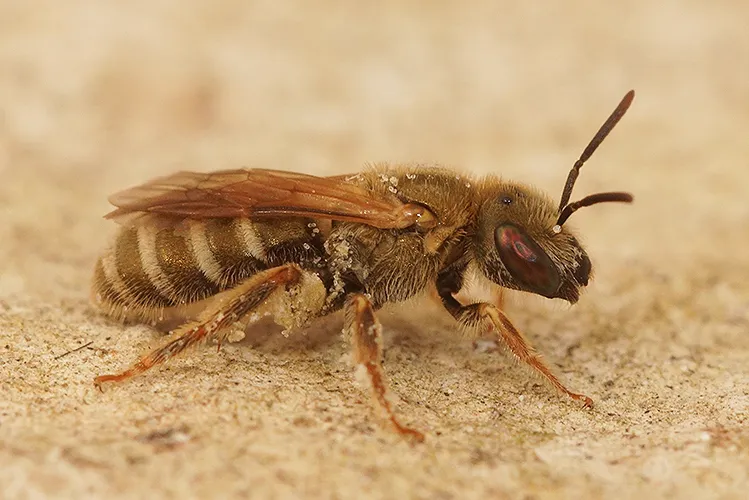 Golden Furrow Bee - photo 3