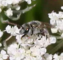 Halictus tectus