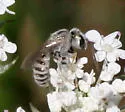 Halictus tectus - photo 2