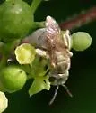 Halictus tectus - photo 3