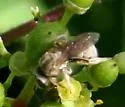 Halictus tectus - photo 4