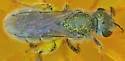 Halictus tectus - photo 5